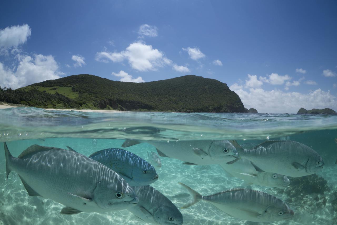 Villa Arajilla Retreat Lord Howe Island Exterior foto
